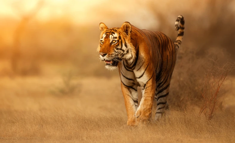 On The Tiger Trail 17 Days Journey